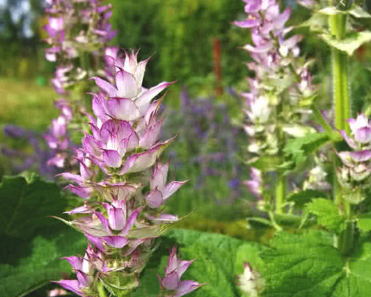 Essential Oil - Clary Sage-1