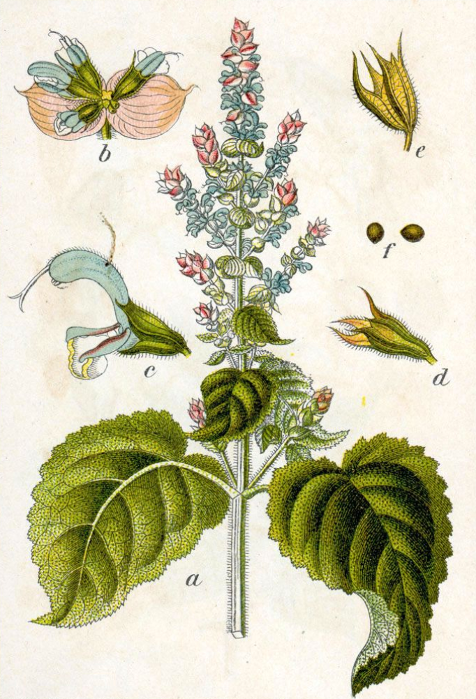 Essential Oil - Clary Sage-3